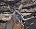 Big and cute wild red kangaroo looking in Sunshine Coast, Queensland Royalty Free Stock Photo