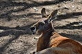 Big and cute wild red kangaroo looking Royalty Free Stock Photo