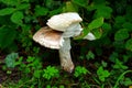 Big cutted mushroom in the field
