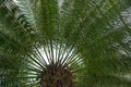 Big cycas tree close up in the detail Royalty Free Stock Photo