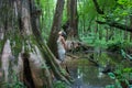 Big Cypress, Cache River State Natural Area, Illinois, USA Royalty Free Stock Photo