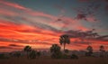 Big Cypress Everglades Palm Tree Sunset Royalty Free Stock Photo