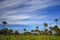 Big Cypress Landscape Royalty Free Stock Photo