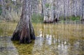 Big Cypress National Preserve Royalty Free Stock Photo