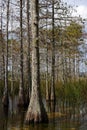 Big Cypress National Preserve Royalty Free Stock Photo