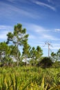 Big Cypress Pinelands Royalty Free Stock Photo