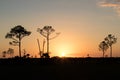 Big Cypress Preserve - Florida Royalty Free Stock Photo