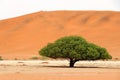 Big Daddy sand dune Sossusvlei - Namibia Africa Royalty Free Stock Photo