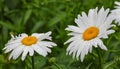 Big daisy flower with water drops on white petals after rain on green background. Royalty Free Stock Photo