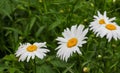 Big daisy flower with water drops on white petals after rain on green background. Royalty Free Stock Photo