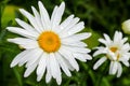 Big daisy flower with water drops on white petals after rain on green background. Royalty Free Stock Photo