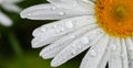 Big daisy flower with water drops on white petals after rain on green background. Royalty Free Stock Photo