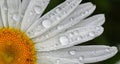 Big daisy flower with water drops on white petals after rain on green background. Royalty Free Stock Photo