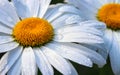 Big daisy flower with water drops on white petals after rain on green background Royalty Free Stock Photo