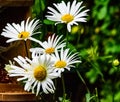 Big daisys in bloom in the spring Royalty Free Stock Photo