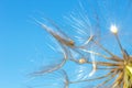 Big dandelion on blue sky background close up Royalty Free Stock Photo