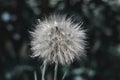 Big dandelion close-up on a background of nature. Horizontal photo in processing Royalty Free Stock Photo