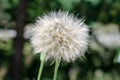 Big dandelion close-up on a background of nature. Horizontal photo in processing Royalty Free Stock Photo