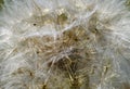 Big dandelion close-up Royalty Free Stock Photo