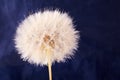 Big dandelion close up Royalty Free Stock Photo