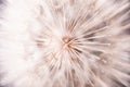 Big dandelion close up Royalty Free Stock Photo