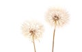 Big dandelion on white Royalty Free Stock Photo