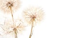 Big dandelion on white Royalty Free Stock Photo