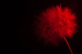 Big dandelion in red neon light. Abstract photo on a dark background. Element for graphic design.