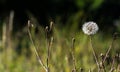 Big Dandelion type flower