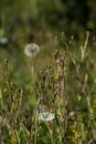 Big Dandelion type flower