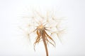 Big dandelion on white background Royalty Free Stock Photo