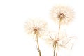 Big dandelion on white Royalty Free Stock Photo