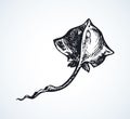 Stingray. Vector drawing Royalty Free Stock Photo