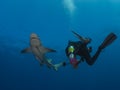 Big dangerous lemon shark swim close around scuba diver on blue ocean background Royalty Free Stock Photo
