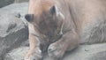 Big dangerous puma or catamount Puma concolor grooming its foot