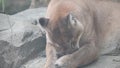 Big dangerous puma or catamount Puma concolor grooming its foot