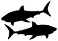 Big dangerous sharks. Royalty Free Stock Photo