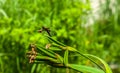 Big dark dragonfly sharp close up caught seated on water iris sprig on blurred green background, with placeholder