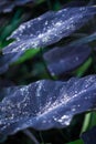 Big dark leaves of Colocasia Black Magic plant with dew