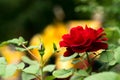 A big dark red blossoming rose, on a bright yellow background with leaves. Royalty Free Stock Photo