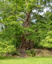 Big Dawn redwood tree in Beacon Hill Park Royalty Free Stock Photo