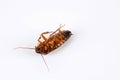 Big dead cockroach on white background. Royalty Free Stock Photo