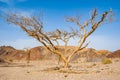 Big dead dry acacia tree with wide branches in Eilat desert Royalty Free Stock Photo