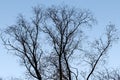 Dead tree branch against blue sky Royalty Free Stock Photo