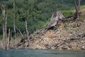 Big dead tree root in balahala Royalty Free Stock Photo