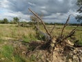 Big dead tree with tree roots in the open air Royalty Free Stock Photo