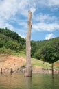 Big dead wood in balahala forest