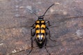 Big death watch beetle is sitting on a tree stump. Nicrophorus vespillo. Burying beetles or sexton beetles.