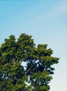 big deciduous tree, Royalty Free Stock Photo