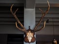 Big deer antlers mounted on wood board decoration on concrete pole Royalty Free Stock Photo